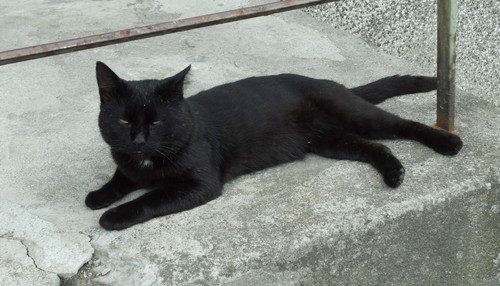 Lazy_sunday_&_lazy_cat_in_Gdansk